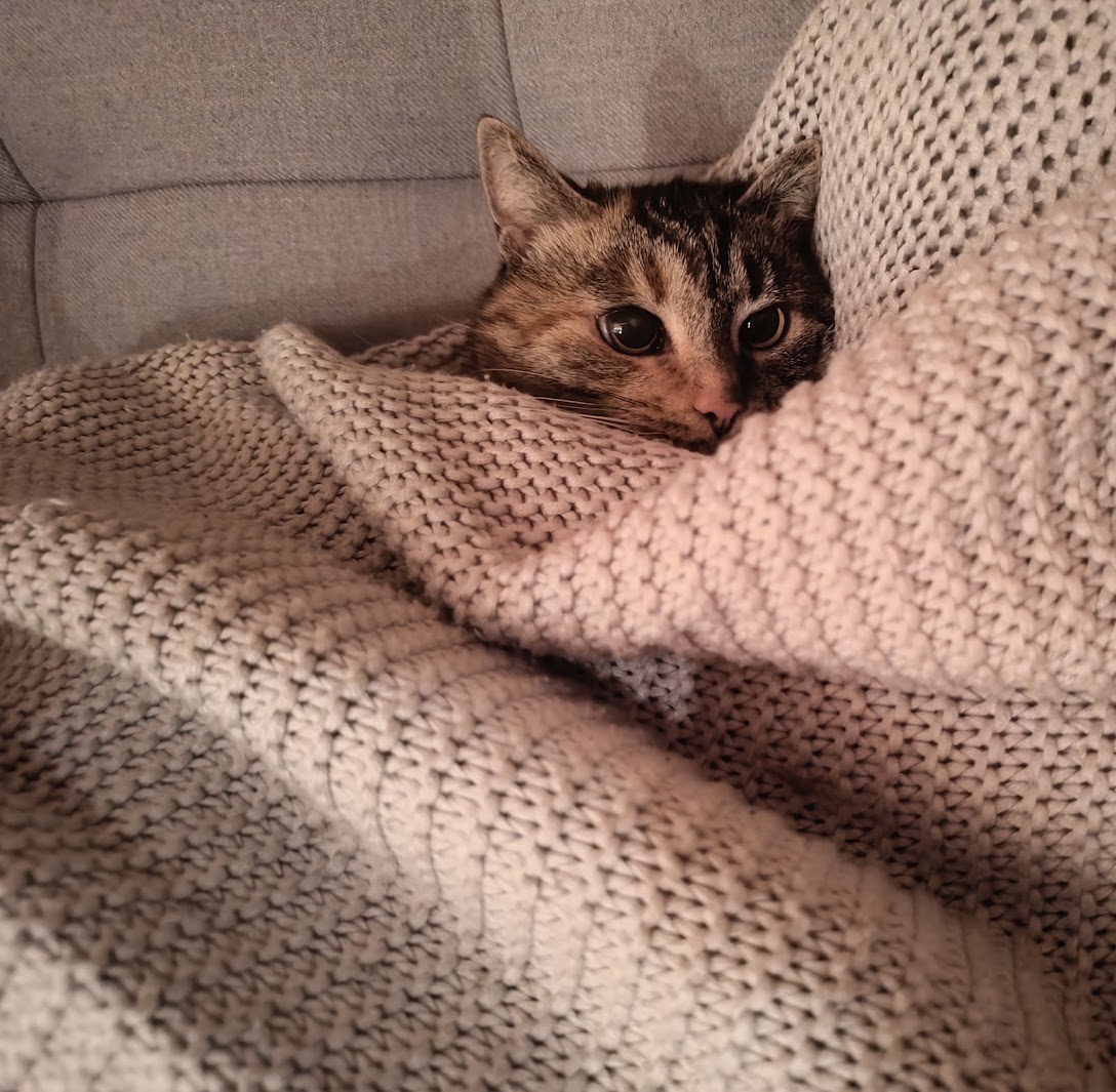 Juno the cat